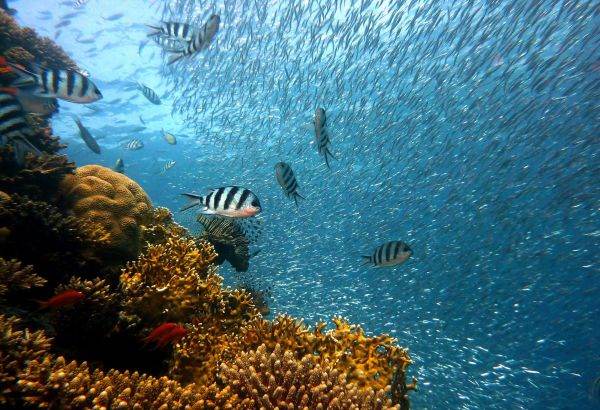 Protecţia oceanelor: autorităţile, invitate să treacă de la vorbe la fapte